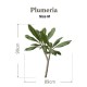 Botanical Sticker | Plumeria